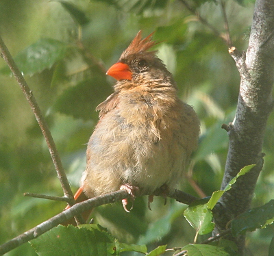 [A clear view of the cardinal clutching a small branch with her feet. Her head is turned to the left so her orangey-brown crest is visible atop her head. Her beak is orangey-red. Her feathers are mostly brown with a few greyish ones mixed in.]
